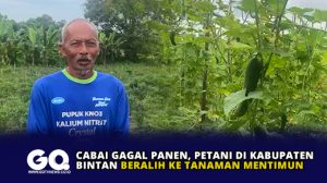 Cabai Gagal Panen, Petani di Kabupaten Bintan Beralih ke Tanaman Mentimun