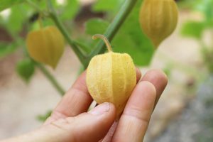 Ciplukan, Tumbuhan Liar yang Kaya Manfaat untuk Kesehatan Tubuh