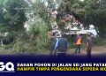 Dahan Pohon di Jalan Sei Jang Patah, Hampir Timpa Pengendara Sepeda Motor
