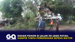 Dahan Pohon di Jalan Sei Jang Patah, Hampir Timpa Pengendara Sepeda Motor