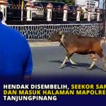 Hendak Disembelih, Seekor Sapi Kabur dan Masuk Halaman Mapolresta Tanjungpinang
