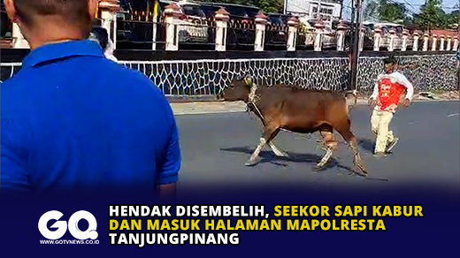 Hendak Disembelih, Seekor Sapi Kabur dan Masuk Halaman Mapolresta Tanjungpinang.