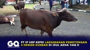 PT IP UBP Kepri Laksanakan Pemotongan 4 Hewan Kurban di Idul Adha 1446 H