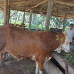 DKPP Bintan Kerahkan 17 Petugas Kesehatan Hewan untuk Jamin Kurban ASUH
