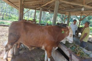 DKPP Bintan Kerahkan 17 Petugas Kesehatan Hewan untuk Jamin Kurban ASUH
