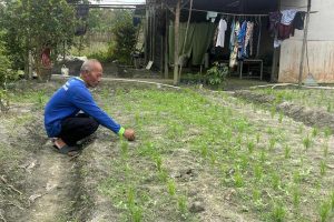 Dukung Swasembada Pangan, Petani Bintan Rela Jadikan Lahan Pribadi untuk Uji Coba Tanam Padi