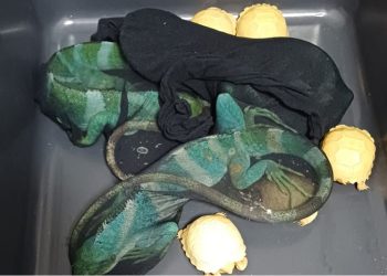 Bea Cukai Gagalkan Penyelundupan Hewan Eksotis dari Thailand, Modus Diikat di Badan