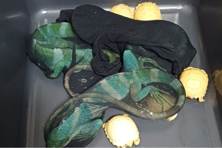 Bea Cukai Gagalkan Penyelundupan Hewan Eksotis dari Thailand, Modus Diikat di Badan