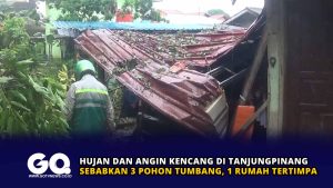 Hujan dan Angin Kencang di Tanjungpinang Sebabkan 3 Pohon Tumbang, 1 Rumah Tertimpa