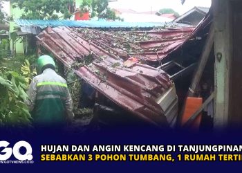 Hujan dan Angin Kencang di Tanjungpinang Sebabkan 3 Pohon Tumbang, 1 Rumah Tertimpa
