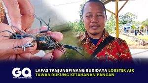 Lapas Tanjungpinang Budidaya Lobster Air Tawar Dukung Ketahanan Pangan