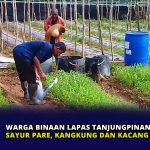 Warga Binaan Lapas Tanjungpinang Panen Sayur Pare, Kangkung dan Kacang Panjang