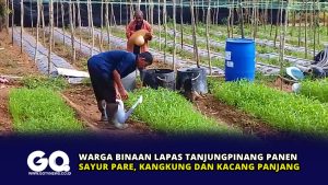 Warga Binaan Lapas Tanjungpinang Panen Sayur Pare, Kangkung dan Kacang Panjang