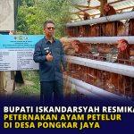 Bupati Iskandarsyah Resmikan Peternakan Ayam Petelur di Desa Pongkar Jaya