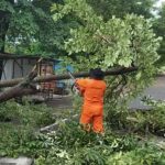 Hujan Deras Disertai Angin Kencang, 6 Pohon Tumbang dan 1 Rumah Rusak di Tanjungpinang