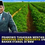 Prabowo Tugaskan Mentan Tanam Singkong dan Sejenisnya Untuk Bahan Etanol di BBM