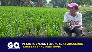 Petani Gunung Lengkuas Kembangkan Varietas Baru Padi Gogo