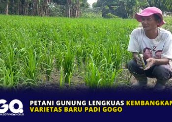 Petani Gunung Lengkuas Kembangkan Varietas Baru Padi Gogo