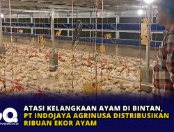 Atasi Kelangkaan Ayam di Bintan, PT Indojaya Agrinusa Distribusikan Ribuan Ekor Ayam