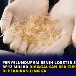 Penyelundupan Benih Lobster Senilai Rp12 Miliar Digagalkan Bea Cukai di Perairan Lingga