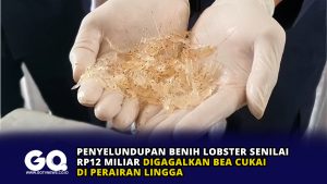 Penyelundupan Benih Lobster Senilai Rp12 Miliar Digagalkan Bea Cukai di Perairan Lingga