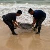 Penyu Ditemukan Mati di Pinggir Pantai Lagoi Bintan, Mulutnya Penuh Sampah Plastik
