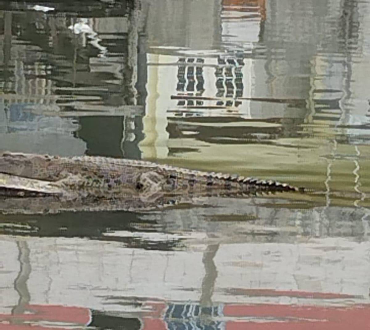 Buaya Muncul di Pemukiman Warga Saat Banjir Rob.