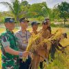 Bupati Karimun Pimpin Panen Raya Padi Varietas Cakra Buana di Moro