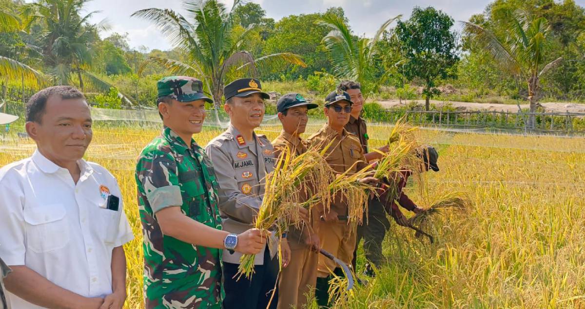 Bupati Karimun Pimpin Panen Raya Padi Varietas Cakra Buana di Moro.