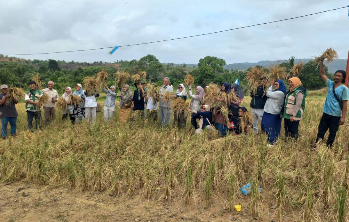 Tahun 2026, Pemkab Bintan Targetkan Tanam Padi Seluas 75 Hektar.