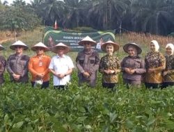 Pemko dan Kejari Tanjungpinang Panen Raya, Wujudkan Kemandirian Pangan