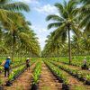 Karimun Bakal Dapat Program Perkebunan Kelapa 500 Hektar