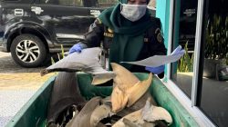 Karantina Kepri Terbitkan Sertifikat KI-2 untuk 34 Kg Sirip Hiu Asal Natuna Tujuan Surabaya
