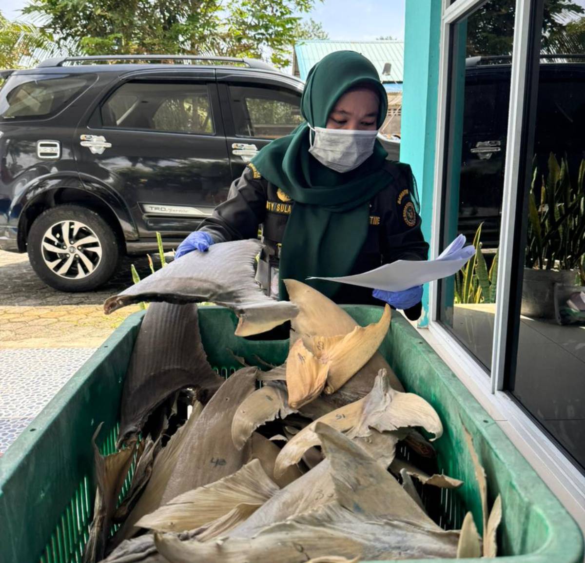 Karantina Kepri Terbitkan Sertifikat KI-2 untuk 34 Kg Sirip Hiu Asal Natuna Tujuan Surabaya.