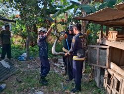 Puas Santap Hewan Ternak Warga, Ular Piton Diamankan Damkar Tanjung Uban