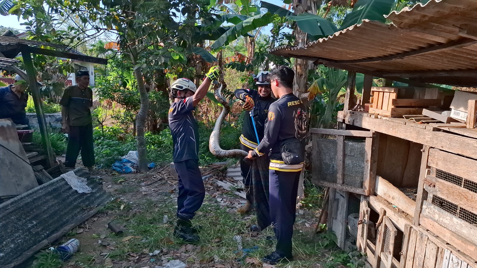 Puas Santap Hewan Ternak Warga, Ular Piton Diamankan Damkar Tanjung Uban.