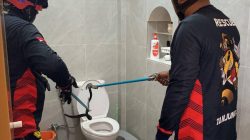 Ngeri! Petugas Damkar Tanjung Uban Evakuasi Ular Kobra dari Dalam Toilet Rumah Warga.