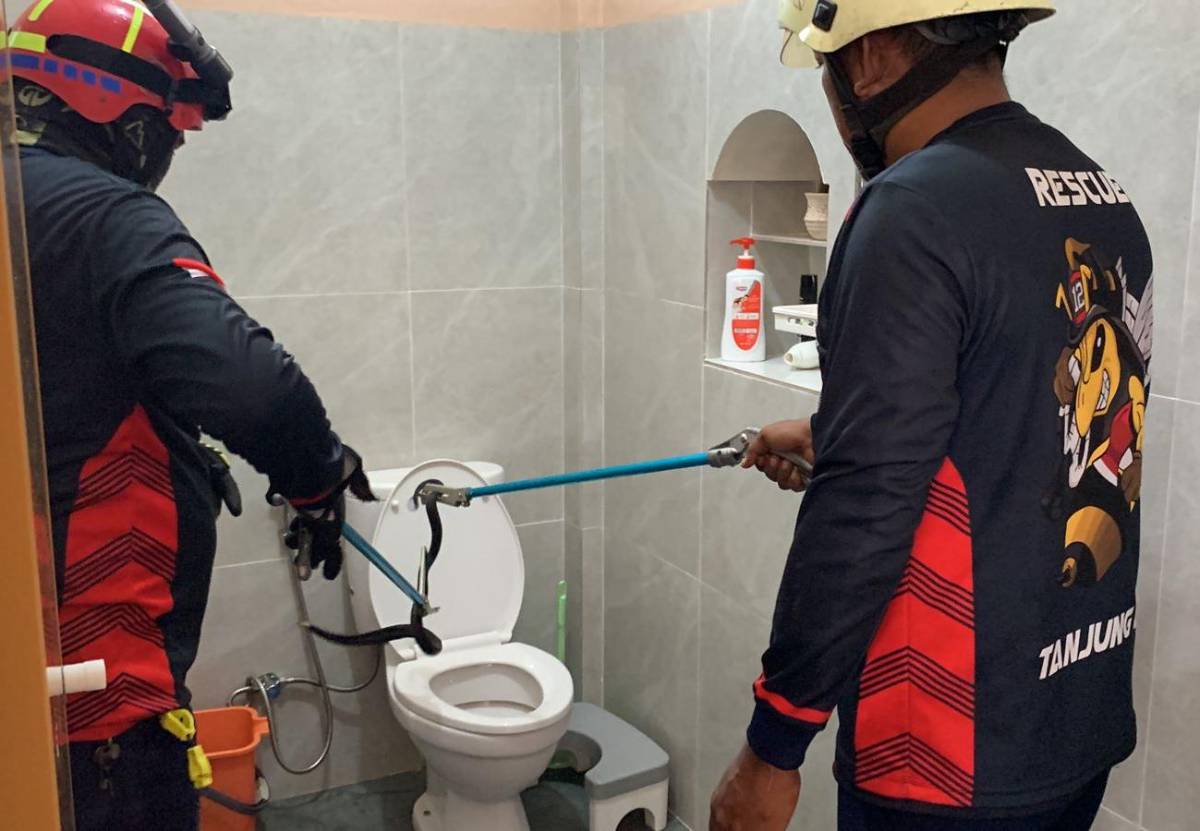 Ngeri! Petugas Damkar Tanjung Uban Evakuasi Ular Kobra dari Dalam Toilet Rumah Warga.