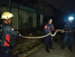 Damkar Tanjung Uban Evakuasi Ular Piton Sepanjang 3 Meter dari Dalam Parit