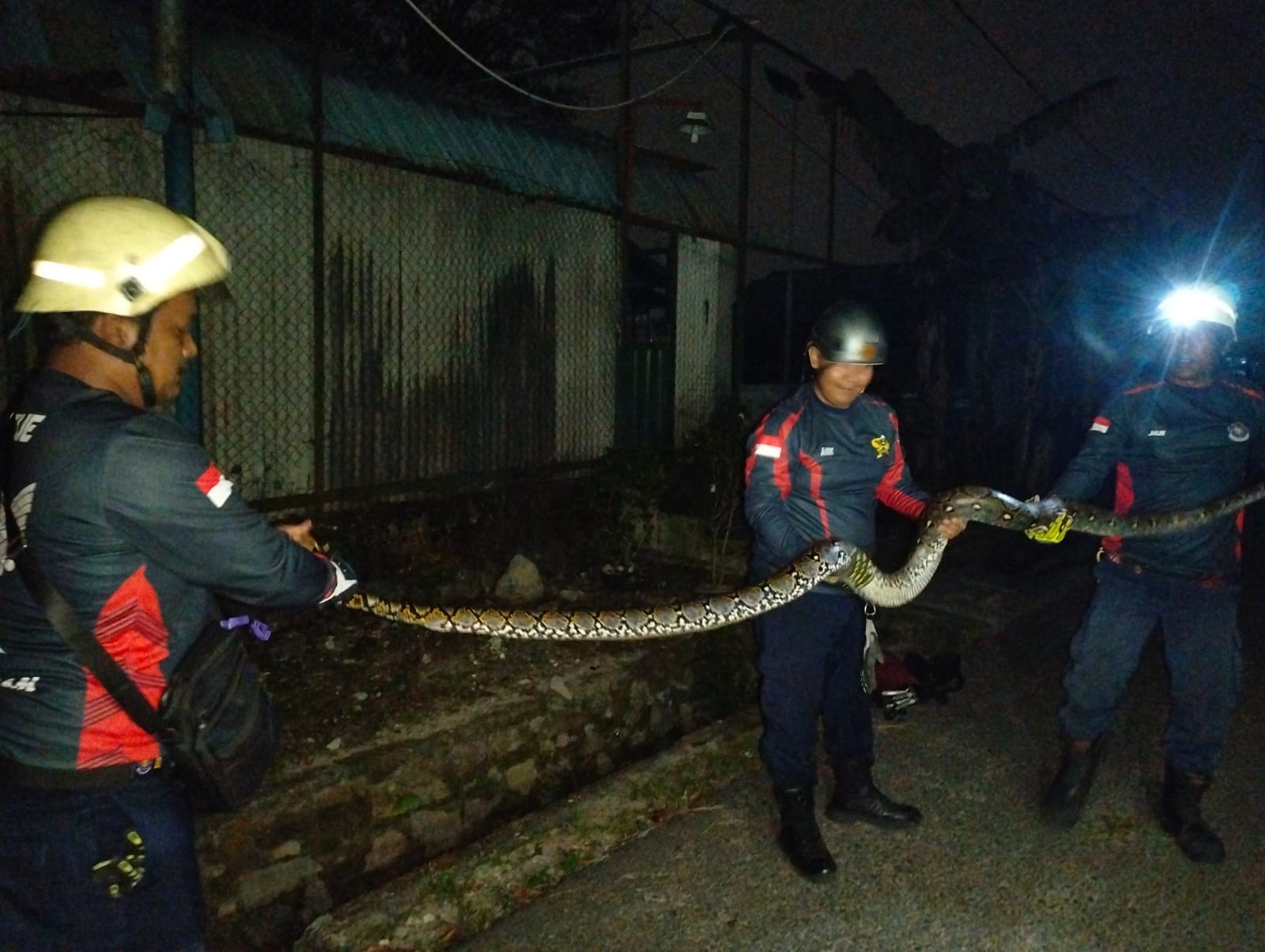 Damkar Tanjung Uban Evakuasi Ular Piton Sepanjang 3 Meter dari Dalam Parit.