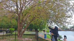 Pohon Sakura Mekar di Kijang, Jadi Daya Tarik Pengunjung.