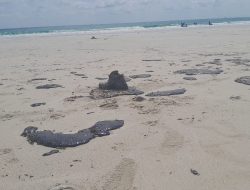 Limbah Minyak Hitam Kembali Cemari Pantai Trikora Bintan