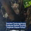 Damkar Tanjungpinang Evakuasi Seekor Kucing Terjebak Diatas Pohon