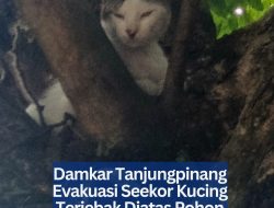 Damkar Tanjungpinang Evakuasi Seekor Kucing Terjebak Diatas Pohon