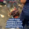 Heboh! Buaya Sepanjang 4 Meter Tersangkut di Jaring Nelayan Kampung Kolam Tanjungpinang