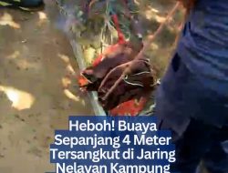 Heboh! Buaya Sepanjang 4 Meter Tersangkut di Jaring Nelayan Kampung Kolam Tanjungpinang