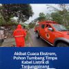 Akibat Cuaca Ekstrem, Pohon Tumbang Timpa Kabel Listrik di Tanjungpinang