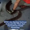 BPBD dan Damkar Karimun Evakuasi Ular Piton dari Permukiman Padat Penduduk