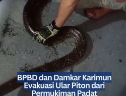 BPBD dan Damkar Karimun Evakuasi Ular Piton dari Permukiman Padat Penduduk