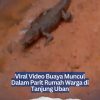 Viral Video Buaya Muncul Dalam Parit Rumah Warga di Tanjung Uban